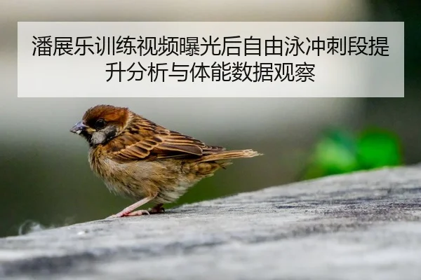 潘展乐训练视频曝光后自由泳冲刺段提升分析与体能数据观察